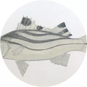 Crescent grunter - Fish