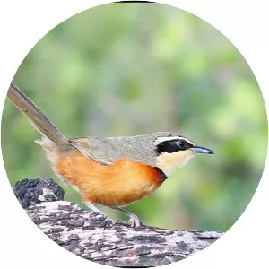 Crescentchest - Bird