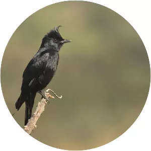 Crested black tyrant