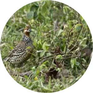 Crested bobwhite