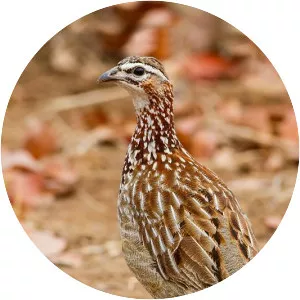 Crested francolin