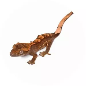 Crested gecko