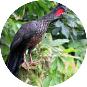 Crested guan