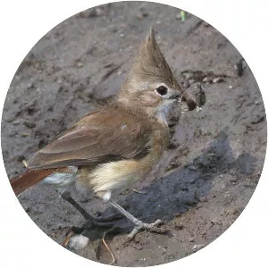 Crested hornero - Bird