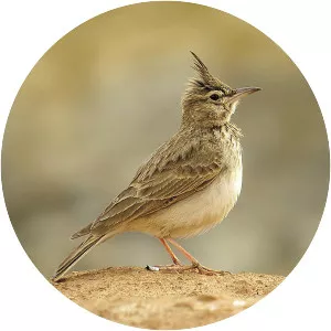 Crested lark - Bird