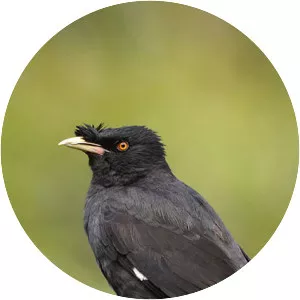 Crested myna