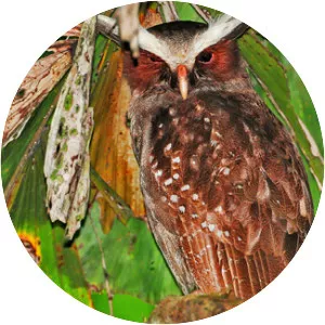 Crested owl