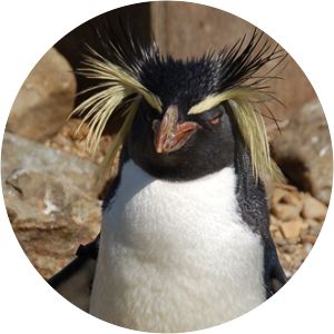 Crested penguins