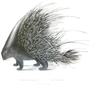 Crested porcupine