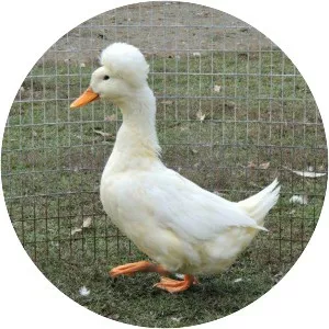 Crested - Domestic duck breed