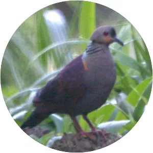 Crested quail-dove - Bird