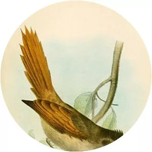 Crested spinetail - Bird