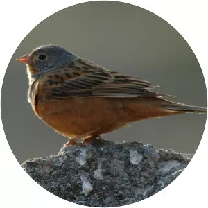 Cretzschmar's bunting