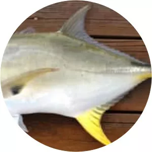 Crevalle jack