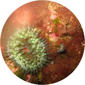 Cribrinopsis crassa - 