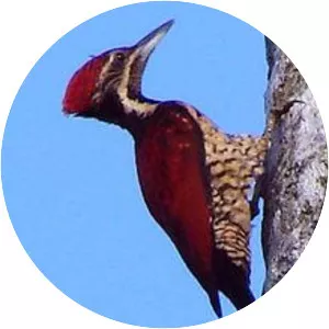 Crimson-backed flameback - Bird