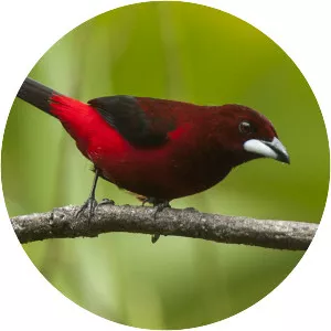 Crimson-backed tanager - Bird