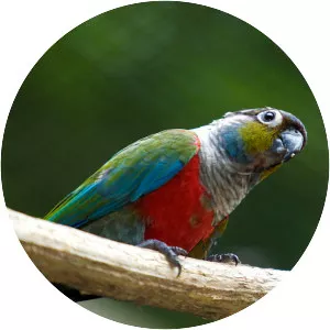 Crimson-bellied parakeet