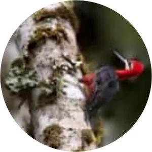Crimson-bellied woodpecker