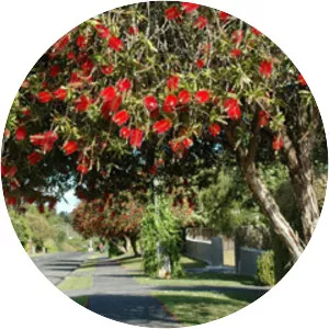 Crimson bottlebrush - Plants