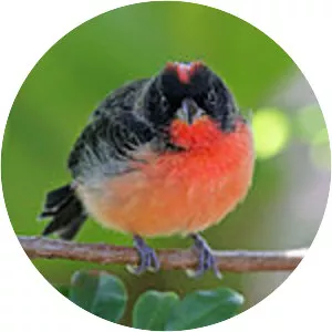 Crimson-breasted finch