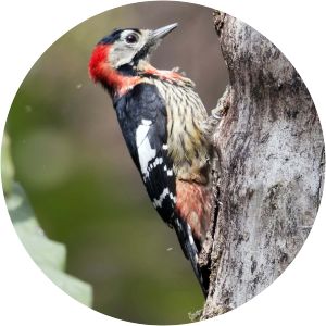 Crimson-breasted woodpecker - Birds