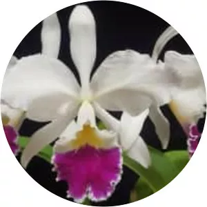 Crimson Cattleya - Plants