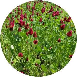 Crimson clover