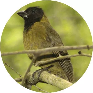 Crimson-collared grosbeak