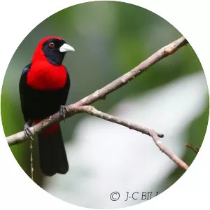 Crimson-collared tanager