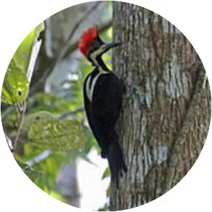 Crimson-crested woodpecker