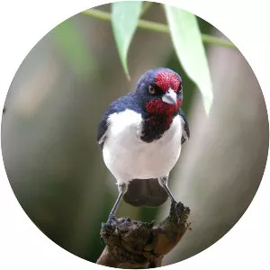 Crimson-fronted cardinal