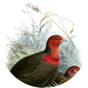 Crimson-headed partridge