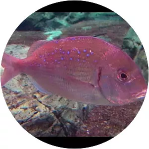 Crimson seabream