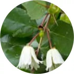 Crinodendron patagua
