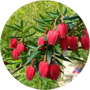 Crinodendron - Plants