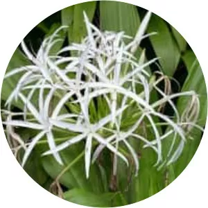 Crinum asiaticum