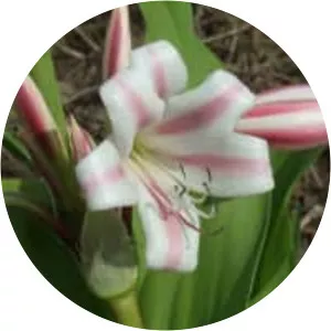 Crinum latifolium