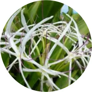 Crinum - Plants