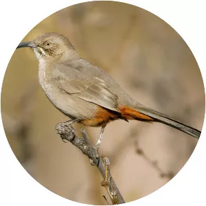 Crissal thrasher - Bird