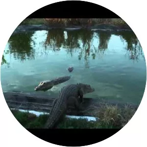 Critchlow Alligator Sanctuary