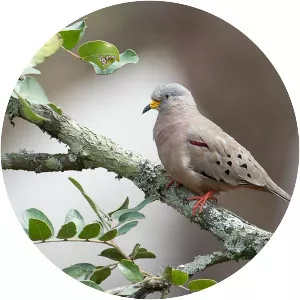 Croaking ground dove