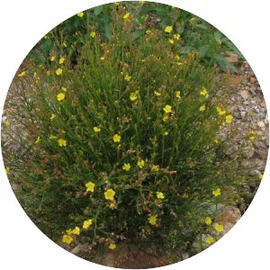 Crocanthemum scoparium - Plants