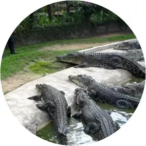 Crocodile farm - 