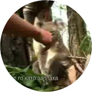 Crocodile Hunter Diaries