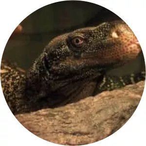 Crocodile Monitor
