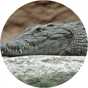 Sir Crocodile - One Piece character