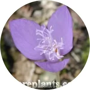 Crocus banaticus - Plants