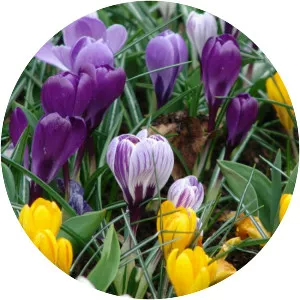 Crocus vernus
