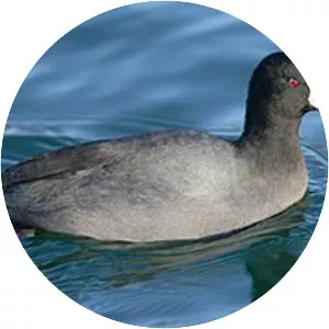 Cross Creek Wildlife Management . . .